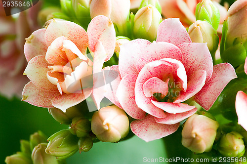 Image of Rose