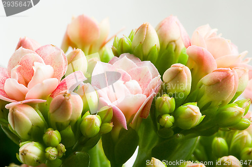 Image of Roses