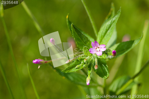 Image of Flowers