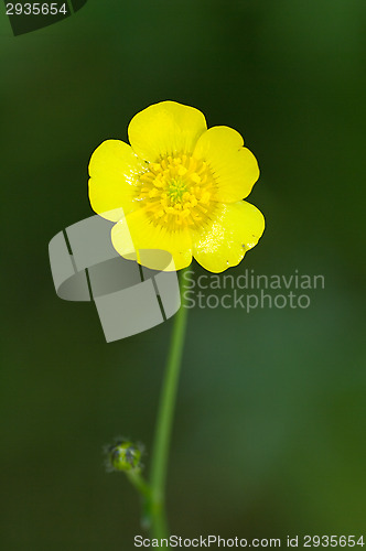 Image of Blossom