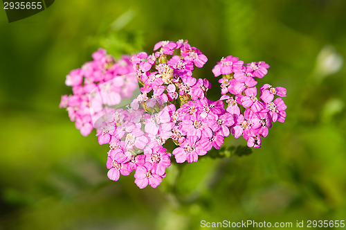 Image of Blossoms