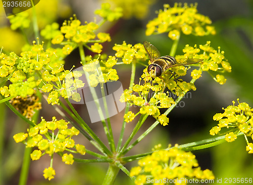 Image of Hoverfly