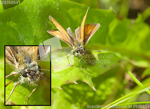 Image of Butterfly