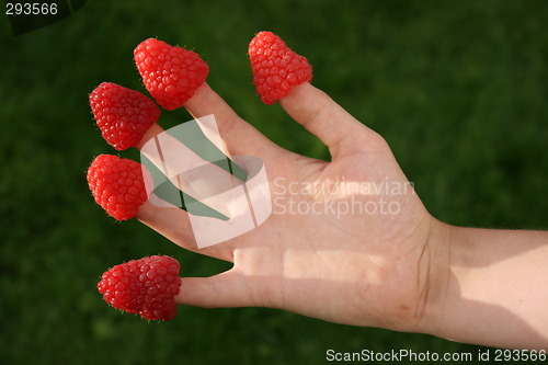 Image of Rasberries on fingers