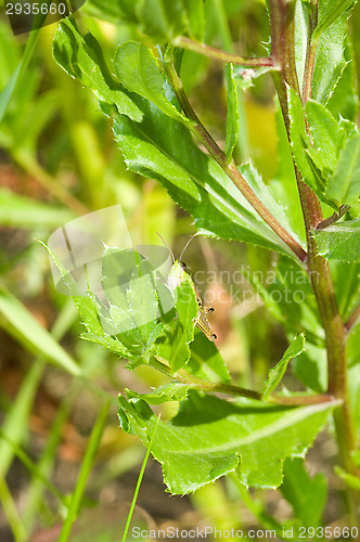 Image of Grasshopper