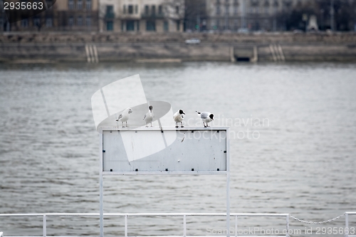 Image of Seagulls sitting on sign