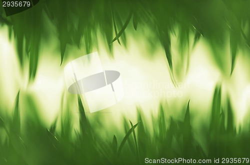 Image of Green vibrant grass background