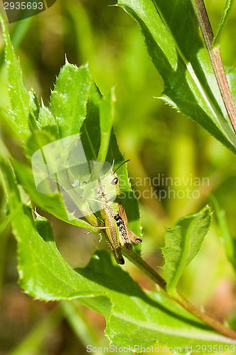 Image of Grasshopper