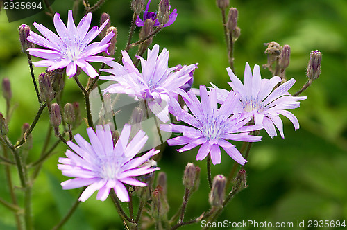 Image of Flowers