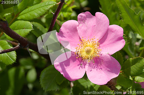 Image of Blossom