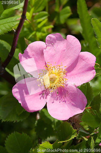 Image of Blossom