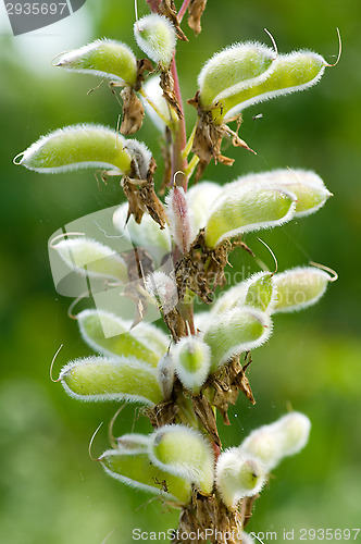 Image of Lupine