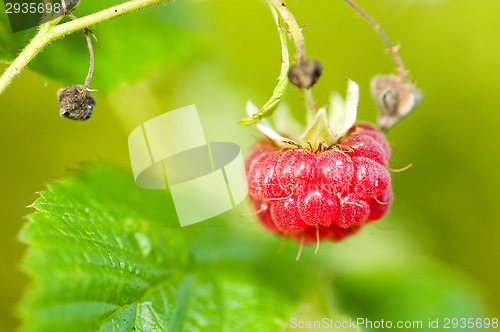 Image of Raspberry