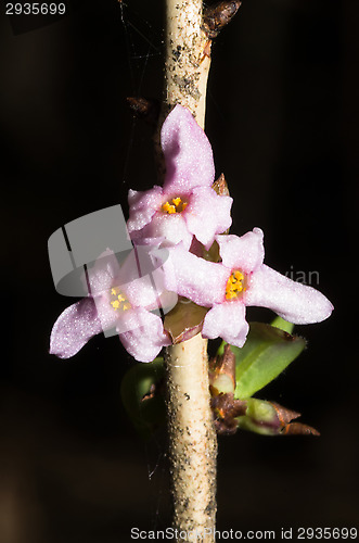 Image of Daphne mezereum
