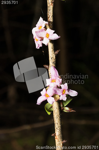 Image of Daphne mezereum