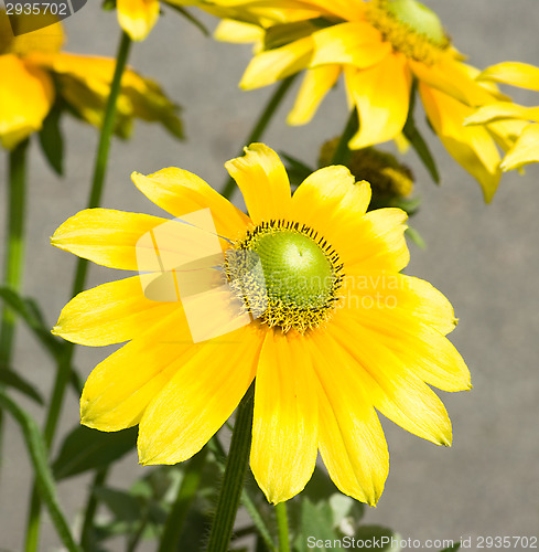 Image of Yellow flowers