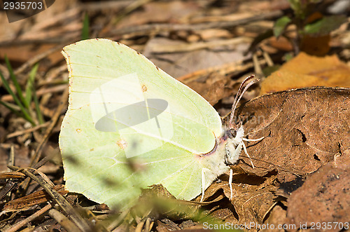 Image of Butterfly