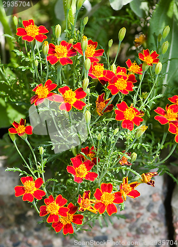 Image of Blossoms