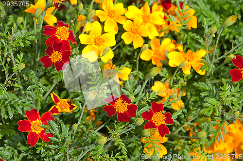 Image of Flowers