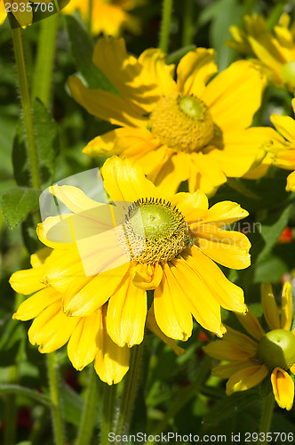 Image of Yellow flowers
