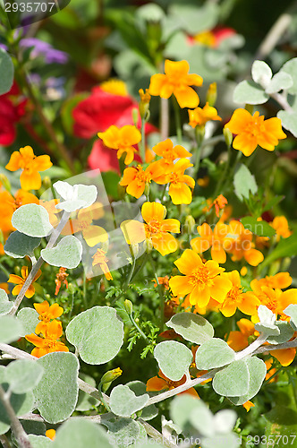 Image of Blossoms