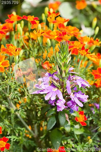 Image of Flowers