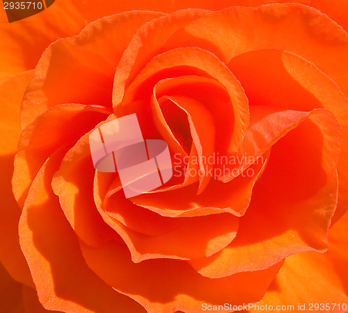 Image of Rose