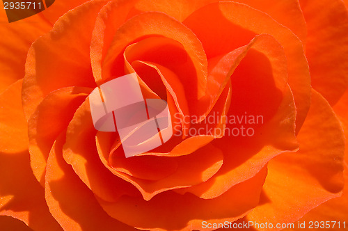 Image of Rose