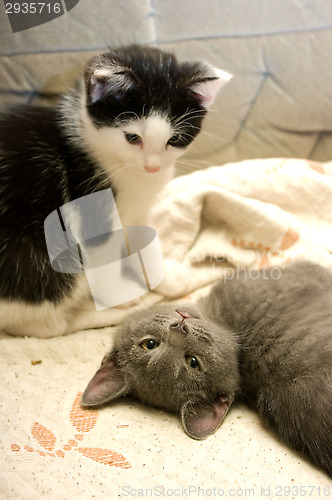 Image of Kitten