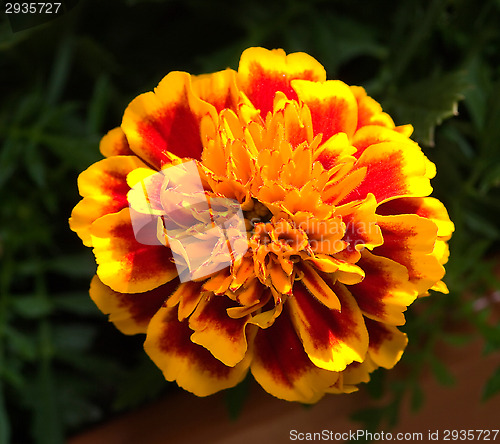 Image of Tagetes