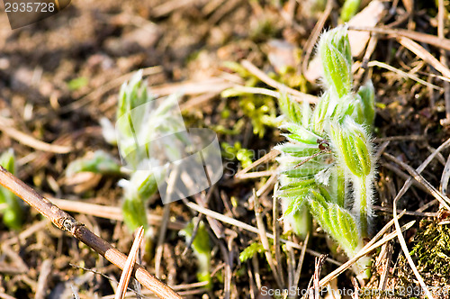 Image of Pulsatilla patens