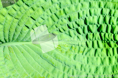 Image of Leaf