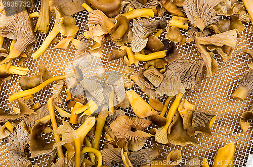 Image of Cantharellus lutescens