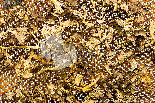 Image of Cantharellus lutescens