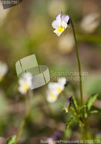 Image of Viola tricolor