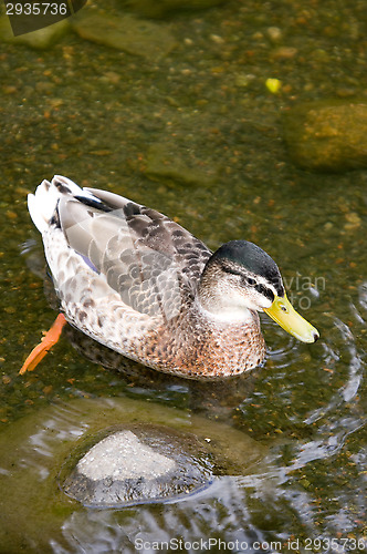 Image of Duck
