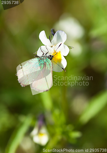 Image of Butterfly