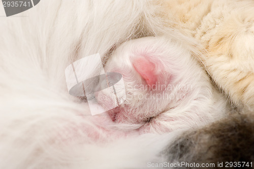 Image of Kitten