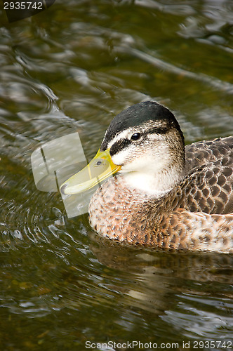 Image of Duck