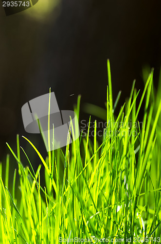 Image of Grass
