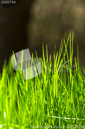 Image of Grass