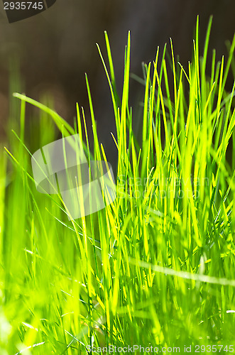 Image of Grass