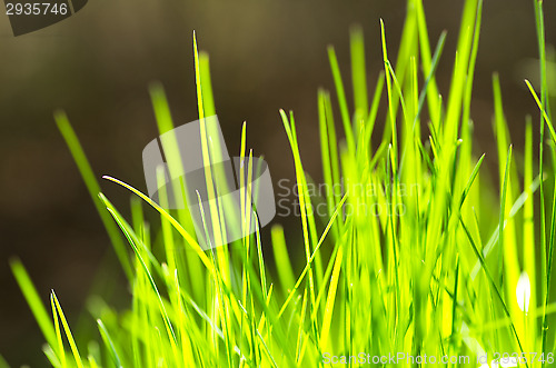 Image of Lawn