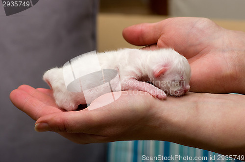 Image of Kitten