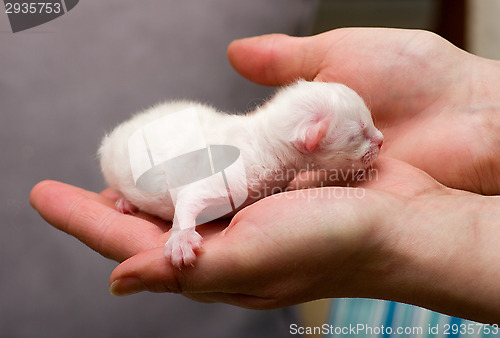 Image of Kitten