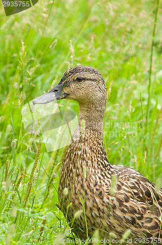 Image of Duck