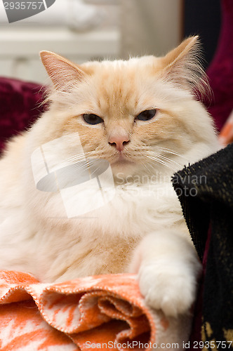 Image of Birman