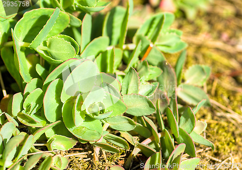 Image of Succulent plant