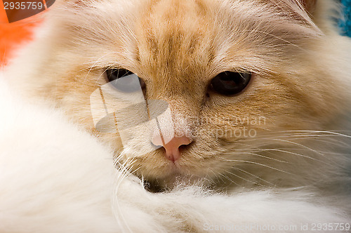Image of Cat