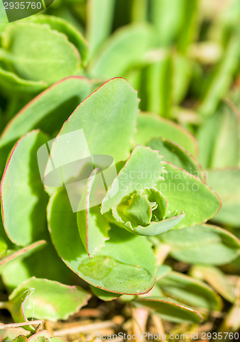 Image of Succulent plant
